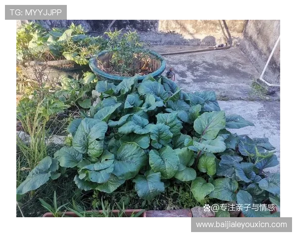 亚星百家官网网址平台安全措施，保障玩家个人信息与资金安全的详细介绍